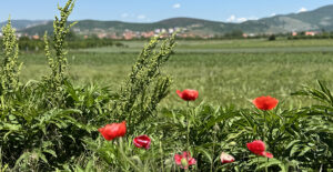 Kosovo – mørke og mirakler i verdens yngste land
